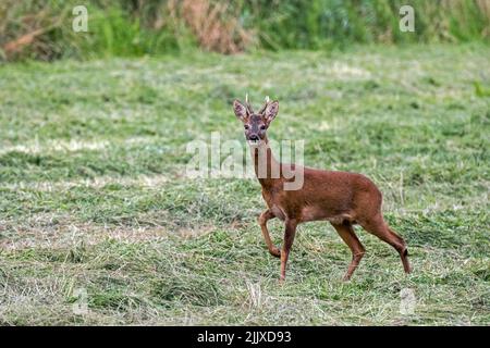 Alert Europäischer Reh (Capreolus capreolus) Männchen/Reh, der auf Wiese/Grasland steht und im Sommer auf die Kamera schaut Stockfoto