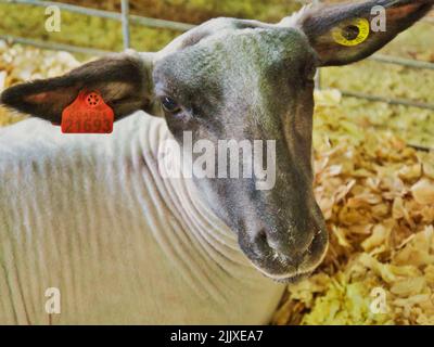 Frisch präparierte Schafe auf der Miami County Fair in Paola Kansas Stockfoto