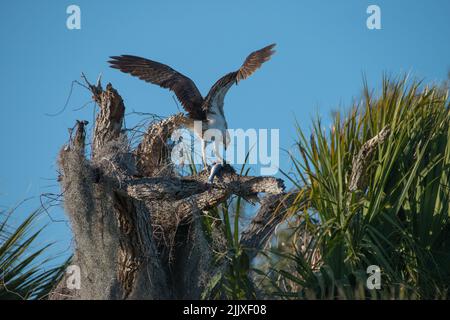 Fischadler mit Flügeln breitete sich aus, um einen Fisch zu pflücken, während er auf einem toten Baum thront, Tera Ceia Preserve State Park, Florida, USA Stockfoto