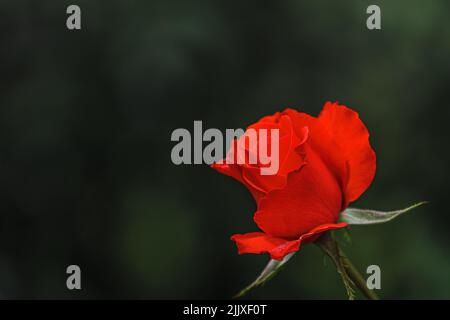 Rote Rosenblüte im Garten auf Bokeh Hintergrund.Nahaufnahme Stockfoto