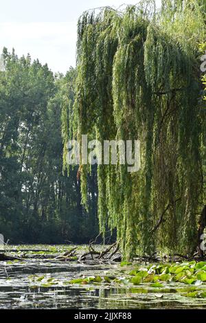 Trauerweide am Fluss Klátovská Rameno bei Dunajský Klátov in vertikaler Form Stockfoto