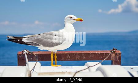 Nahaufnahme eines seagul, der auf einem Schiff sitzt Stockfoto