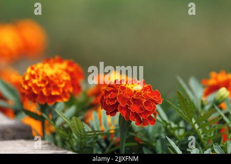Orange-gelbe Ringelblumen im Garten aus nächster Nähe Stockfoto