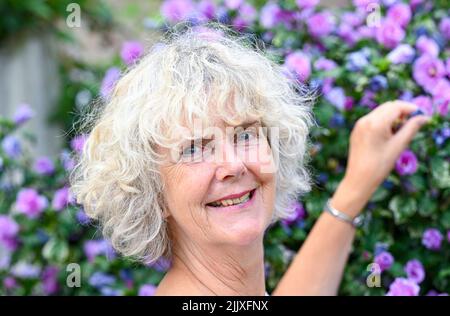 Frau mittleren Alters pflückt eine Blume Form eines Hibiskus ( Pink Hibiscus syriacus ) Busch in städtischen Garten UK Foto von Simon Dack aufgenommen Stockfoto