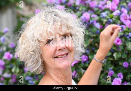 Frau mittleren Alters pflückt eine Blume Form eines Hibiskus ( Pink Hibiscus syriacus ) Busch in städtischen Garten UK Foto von Simon Dack aufgenommen Stockfoto