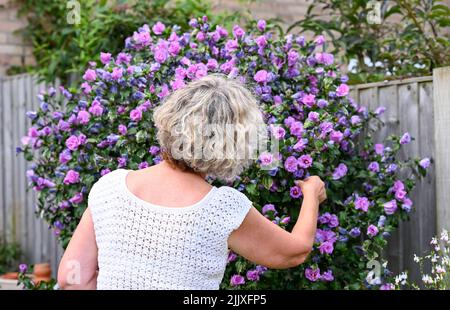 Frau mittleren Alters pflückt eine Blume Form eines Hibiskus ( Pink Hibiscus syriacus ) Busch in städtischen Garten UK Foto von Simon Dack aufgenommen Stockfoto