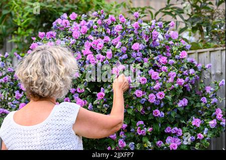 Frau mittleren Alters pflückt eine Blume Form eines Hibiskus ( Pink Hibiscus syriacus ) Busch in städtischen Garten UK Foto von Simon Dack aufgenommen Stockfoto