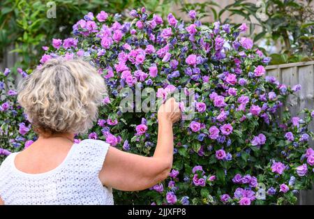Frau mittleren Alters pflückt eine Blume Form eines Hibiskus ( Pink Hibiscus syriacus ) Busch in städtischen Garten UK Foto von Simon Dack aufgenommen Stockfoto