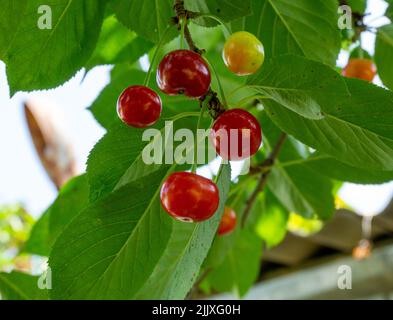 Eine Gruppe von roten und grünen Kirschen und süßen Kirschen auf einem Baum inmitten von grünem Laub Stockfoto