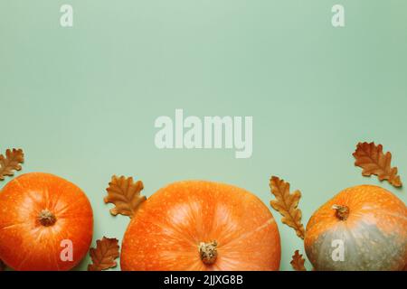 Frische orangefarbene Kürbisse und herbstliche Eichenblätter auf minzgrünem Hintergrund. Thanksgiving halloween Konzept. Stockfoto