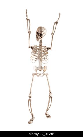 Menschliches Skelett-Modell mit Händen nach oben isoliert auf weißem Hintergrund. Vorderansicht. Anatomie oder Halloween Urlaubskonzept. Werkzeug für Forensik, medizinische Untersuchungen oder anatomische Analysen. Hochwertige Fotos Stockfoto