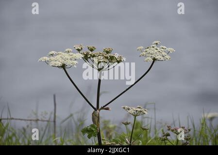 Cow Petersilie Trio (Anthriscus sylvestris) aus einem einzigen Stamm, in der Mitte des Bildes positioniert, vor einem Hintergrund des Blauen Meeres auf der Isle of man, Großbritannien, im Juni Stockfoto