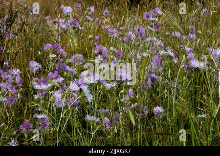 Die violetten Blüten der wilden Pflanzen, die auf der Wiese wachsen. Südlich von Sardinien, Domus de Maria, Italien. Stockfoto