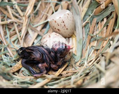 Moorhen, Gallinula chloropus, Küken und Eier im Nest, Brent Reservoir, Welsh Harp, London, Vereinigtes Königreich Stockfoto