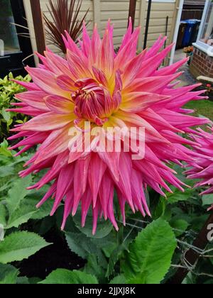 Dahlia, Coral Jupiter Stockfoto