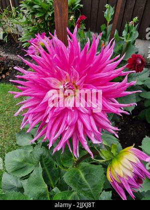 Dahlia, Pink Jupiter Giant Semi Cactus Stockfoto