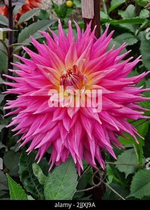 Dahlia, Pink Jupiter, Giant Semi Cactus Stockfoto