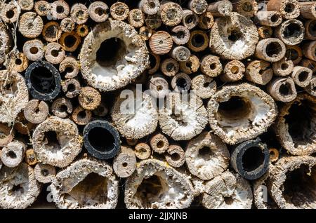 Insektenbox Käferbox Stockfoto