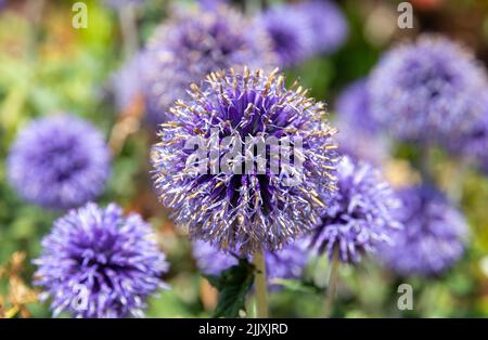 Allium hollandicum oder Purple Sensation im Suffolk-Garten Stockfoto