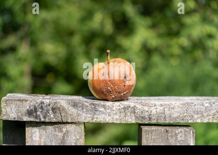 Seitenansicht verrottender Apfel mit Falten und Schimmel auf Holztisch auf grünem Hintergrund. Die Zeit läuft dem Konzept. Alterungskonzept. Symbol für Verlust von Stockfoto