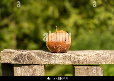 Seitenansicht verrottender Apfel mit Falten und Schimmel auf Holztisch auf grünem Hintergrund. Alterungskonzept. Symbol für Verlust der Gesundheit, Mangel an Integrität. Anti Stockfoto