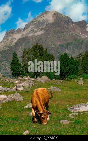 Kühe grasen auf dem Berg der Pyrenäen von Aragon in Spanien. Vertikales Bild für Mobiltelefone. Stockfoto