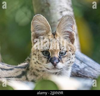 Der Serval vom Howlett Zoo Stockfoto