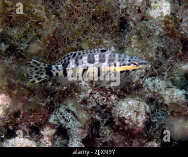 Ein Harlekin Bass (Serranus tigrinus) in Isla Mujeres, Mexiko Stockfoto