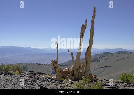 Alte, tote Borstenbaumkiefer bleibt auf der Seite des County Line Hill in den White Mountains in der Nähe von Bishop California Stockfoto