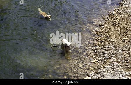 Detail von Haustieren spielen und Spaß im Wasser haben Stockfoto