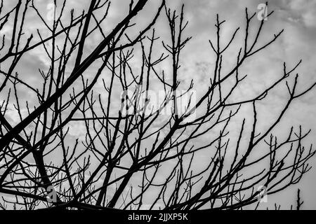 Getrocknete Zweige isoliert gegen wolkig grauen Himmel. Schwarzweiß-Foto. Abstraktes Muster. Trockener Zweig des toten Baumes mit rissiger dunkler Rinde. Niemand Stockfoto