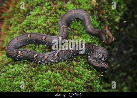 Eine Mock Viper (Psammodynastes pulverulenta), die sich auf moosige Baumwurzel aufwickelte. Stockfoto