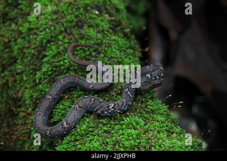 Eine Mock Viper (Psammodynastes pulverulenta), die sich auf moosige Baumwurzel aufwickelte. Stockfoto