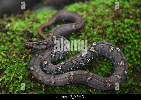 Eine Mock Viper (Psammodynastes pulverulenta), die sich auf moosige Baumwurzel aufwickelte. Stockfoto