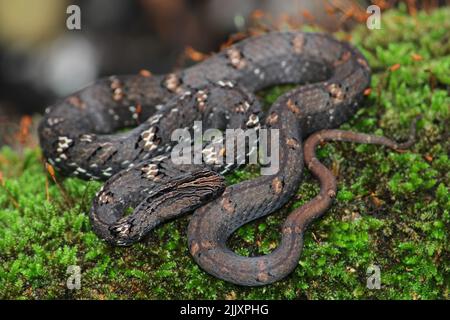 Eine Mock Viper (Psammodynastes pulverulenta), die sich auf moosige Baumwurzel aufwickelte. Stockfoto