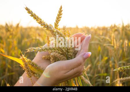 Nahaufnahme die Hände der Frau halten Ähren von Weizen, Roggen in einem Weizen-, Roggenfeld. Die Hand einer Frau hält reife Ähren von Getreide. Stockfoto