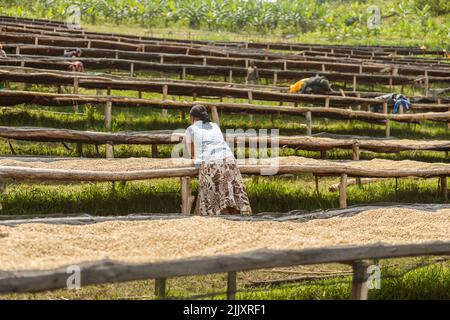 Eine Arbeiterin legt Kaffeebohnen auf einem Trockengestell in einer Plantage im Freien ab Stockfoto