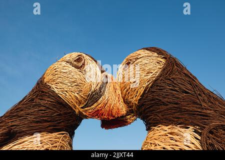 Papageientaucher Jersey zwei große gewebte Papageientaucher wurden in Jersey enthüllt. Die Kreationen, aus geschmiedetem Stahl und Weide, Stockfoto