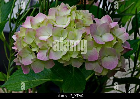 Rosige Hortensienpflanze oder Hortensienblume mit Blüte und Blättern im Garten, Sofia, Bulgarien Stockfoto