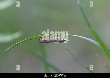 Crambus perlella im Gras Stockfoto