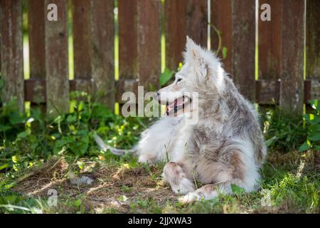 Alopecia-Krankheit Samoyed Hund. Dermatitis und Juckreiz von Hunden Stockfoto