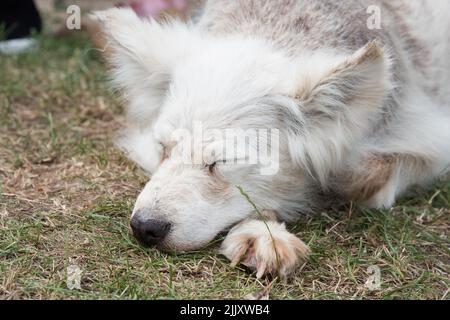 Alopecia-Krankheit Samoyed Hund. Dermatitis und Juckreiz von Hunden Stockfoto