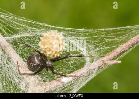 Black Widow Spider - Latrodectus mactans Stockfoto