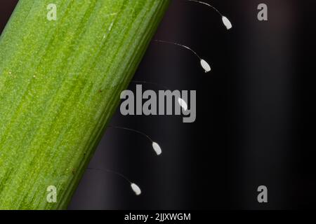 Grüne Lacewing-Eier - Chrysopa spp Stockfoto