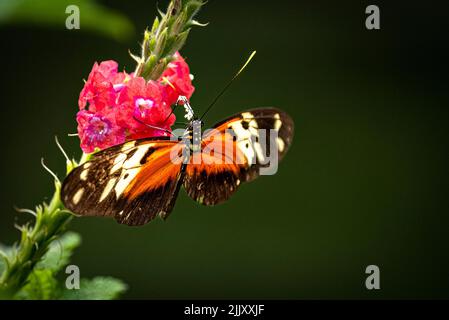 Heliconia Schmetterling auf einer roten Blume Stockfoto