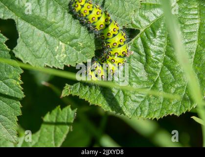 Detaillierte Nahaufnahme einer kleinen Empormotte-Raupe (Saturnia pavonia) Stockfoto