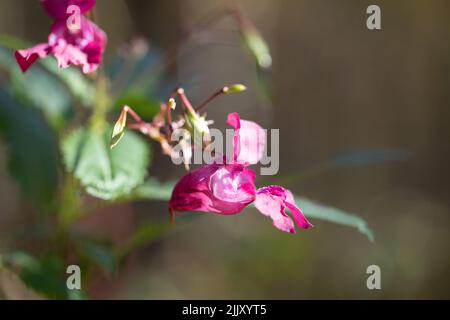 Die rosa Blume Impatiens glandulifera Royle wächst im Wald. Nahaufnahme, unscharfer Hintergrund, selektiver Fokus Stockfoto