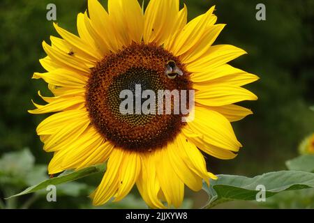 Eine Erdhummel, Bombus Terrestris, sammelt Pollen auf der Blüte einer Sonnenblume. Stockfoto