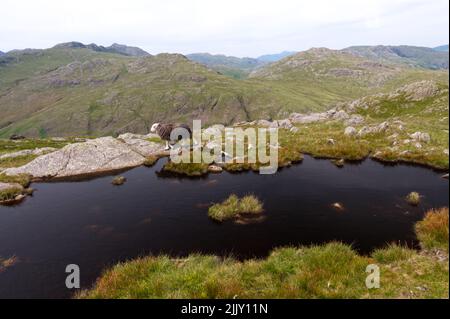 Hardwick Schafe auf Cumbrian Fells Stockfoto