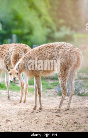 Vicuna. Mehrere Vicunas stehen auf einem Hügel in der Abendsonne und essen Gras. Ein Tier, das einem Lama oder Alpaka ähnelt. Stockfoto